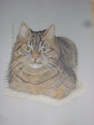Cat (colored pencil)